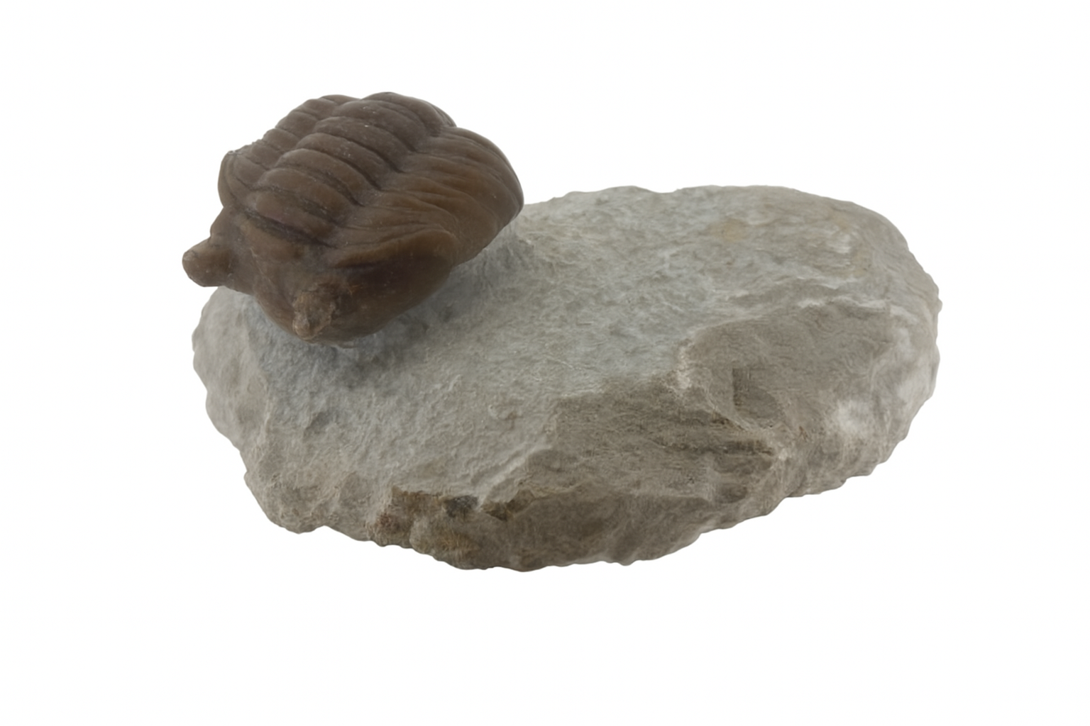 Asaphus Cornutus.